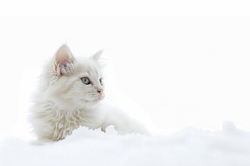 Snow-Covered Cat in Freezing Winter Setting