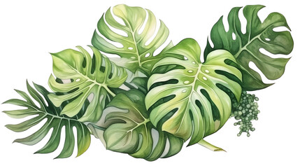 Wall Mural - Watercolor illustration of Monstera leaves. Lush green tropical foliage, perfect for botanical designs and nature art projects.