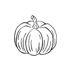 Wall Mural - Pumpkin. Hand drawn vector illustration.