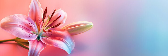 Pink lily flower isolated on gradient pink and blue background