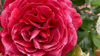 A gorgeous chocolate rose covered in raindrops