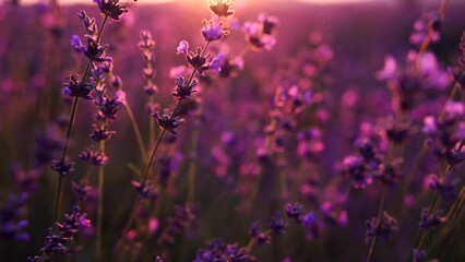 Canvas Print - Blooming lavender field sunset. Selective focus. Lavender flower spring background with beautiful purple colors and bokeh lights. Provence, France. Close up.