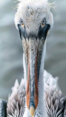 A pelican with a long, distinctive beak and expressive eyes. The bird's feathers display a mix of brown, white, and gray tones