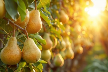 Wall Mural - stunning pear garden with rows of trees, an abundance of yellow ripe pears on branches with green leaves, sunlight passes through the branches