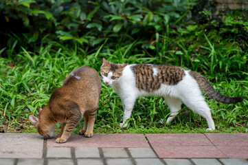 Sticker - Two kittens in the park.