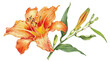 © Ndoomyim - Beautiful hand-drawn orange lily flower illustration with green leaves and unopened buds on transparent background.
