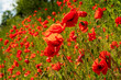 © Wolfgang Hauke - Huge red poppy field at Bavarian nature