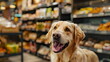 © dobok - Happy Golden Retriever Grocery Store Pet Friendly Shopping Experience