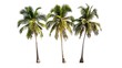 © The Little Hut - Three coconut palm trees isolated on white background : Generative AI