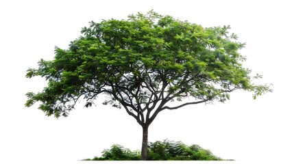 Isolated green tree on white background Trees isolated on white background tropical trees isolated used for design advertising and architecture : Generative AI