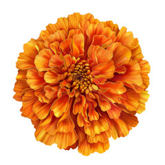 Orange Marigold Flower Isolated on White background