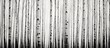 © Ilgun - Birch tree trunks against a black and white background offer a copy space image.