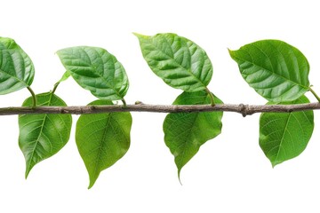 green leaf isolated. tree branch with vibrant green leaves, nature and ecology concept