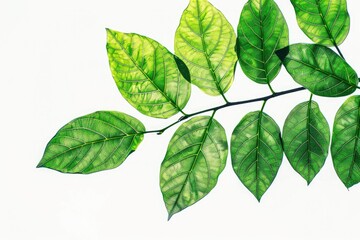 green leaf isolated. tree branch with natural green leaves in isolated environment for ecology desig