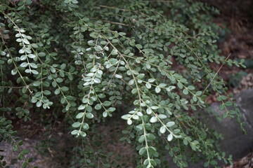 Poster - The park is full of flowers and leaves.