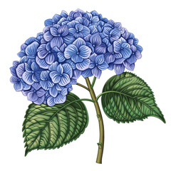 Wall Mural -  illustration of hydrangea embroidery pattern,isolated white background