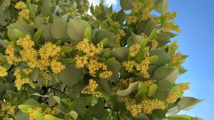 Poster - Linden color of a blossoming linden tree video slow motion