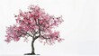 © The Little Hut - Japanese sakura flower full blooming pink cherry blossoms tree isolated on white background : Generative AI