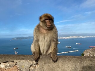 Wall Mural - Barbary macaque on Gibraltar with the sea in the background