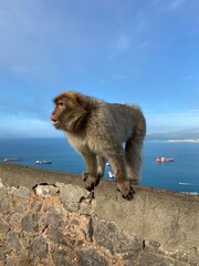 Wall Mural - Barbary macaque on Gibraltar with the sea in the background