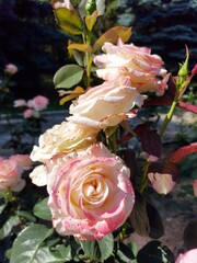 Wall Mural - Gorgeous red, pink, yellow and white roses in a flower bed in the garden. A wonderful scent of summer flowers. Large lush rose buds