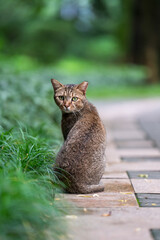 Wall Mural - In the park, cat sit on the ground