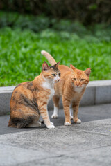 Poster - In the park, two cats were sitting on the ground