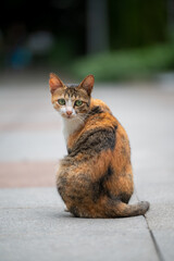 Wall Mural - In the park, cat sit on the ground