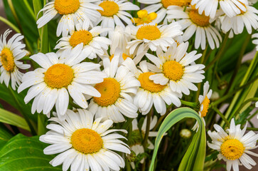 Bouquet of white daisies close-up