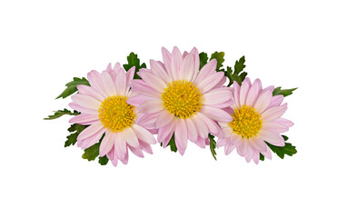 Wall Mural - Aster flowers and leaves in a line floral arrangement isolated on white or transparent background