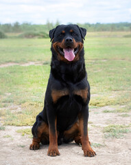 Poster - rottweiler in nature