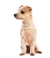 Wall Mural - Small brown and white terrier dog is sitting and looking left