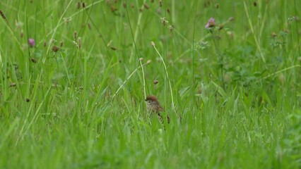 Wall Mural - eurasian tree sparrow in a field