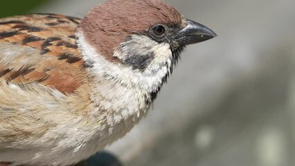 Wall Mural - eurasian tree sparrow in a field