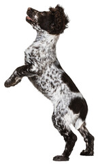 Wall Mural - One cute little spaniel dog in motion, pet looking and jumping upwards against transparent background. Concept of movement, joy, playing, pets love, animal life, domestic animals.