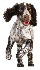 Sticker - Jumping, running and playing spaniel dog. Front view portrait of cute puppy against transparent background. Concept of motion, calm, command, pets love, animal life.