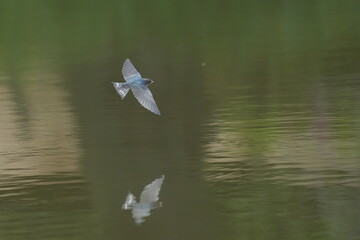 Wall Mural - barn swallow in a field