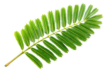 Wall Mural - Acacia leaf on a transparent background.