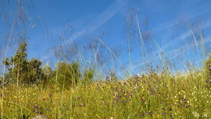 Wall Mural - 4k video of colorful wild flowers swaying in the strong wind