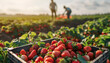 © Oleksiy - Crate full of freshly picked red strawberries standing at farm field, farmers picking berries on background