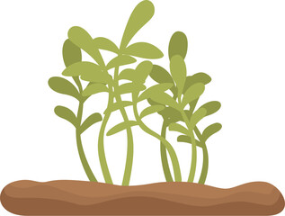 Wall Mural - Microgreens growing from soil, healthy food growing from ground, microgreen sprouts