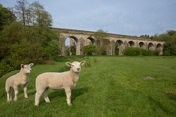 two Lambs in foreground with the Chirk Aqueduct in the background, Llangollen Canal across the Ceiriog Valley, Wales border with England