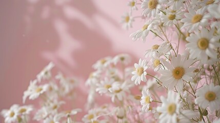 Wall Mural - Spring Daisy frame white flowers against soft pink pastel background. Minimal styled concept