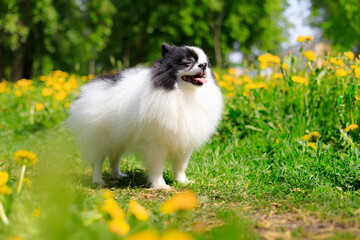 Wall Mural - A smiling Pomeranian dog in the grass . Black and white pomeranian . A pet on a walk. Photo for the cover . Photo of an animal for printed products . Green grass in the park