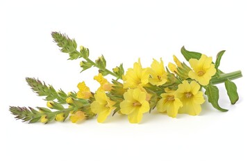 Verbascum (Mullein) photo on white isolated background