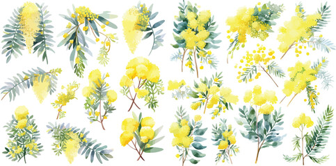 Wall Mural - mimosa flower clipart vector for graphic resources	
