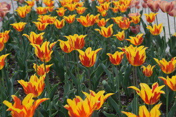 Wall Mural - A vibrant tulip field displays blooming brightness in a spring symphony