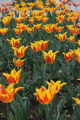 Wall Mural - A vibrant tulip field displays blooming brightness in a spring symphony