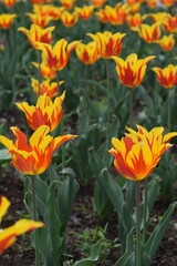 Wall Mural - A vibrant tulip field displays blooming brightness in a spring symphony