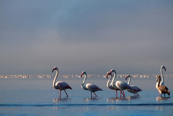 Wall Mural - Wild african birds. Group birds of white african flamingos  walking around the blue lagoon on a sunny day